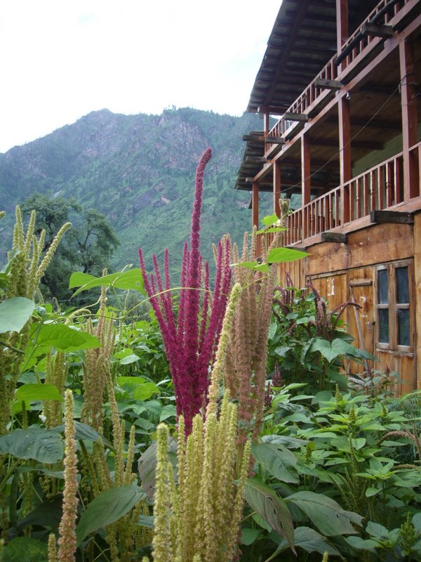 Travel - India - Himachal Pradesh - Parvati Valley - Pulga